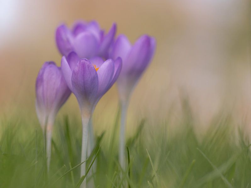 Krokus by Jacqueline Heemskerk