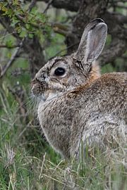 Wild rabbit ( Oryctolagus cuniculus ), resting hidden under a bush, wildlife, Europe. by wunderbare Erde