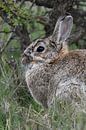 Wild konijn (Oryctolagus cuniculus), verscholen onder een struik, wild, Europa. van wunderbare Erde thumbnail