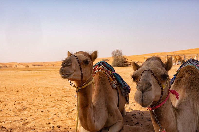 Chameaux dans le désert de Wahibi Sands à Oman par Patricia Hofmeester