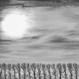 Poplars in the polder by Jan Sportel Photography