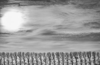 Populieren in de polder
