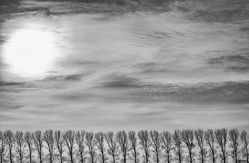 Poplars in the polder by Jan Sportel Photography