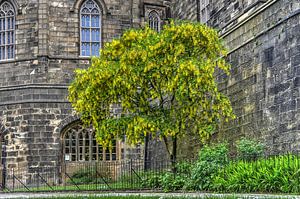 Goldenrain in Lancaster