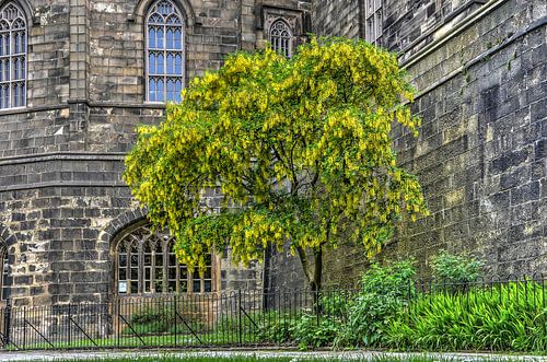 Goudenregen in Manchester