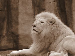 Weißer Löwe in Sepia