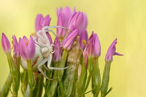 Krabbenspinne (Misumena vatia) im Blumenbouquet