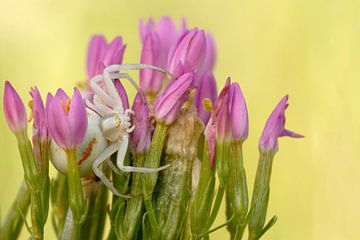 Crab Spider  (Misumena vatia) sitting between blossoming flowers