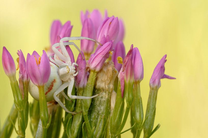 Krabbenspinne (Misumena vatia) im Blumenbouquet von wunderbare Erde