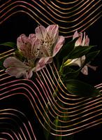 Roze Lelies met een grafische digitale bewerking