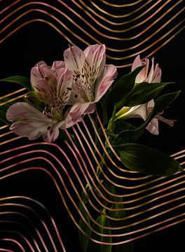 Roze Lelies met een grafische digitale bewerking van Misty Melodies