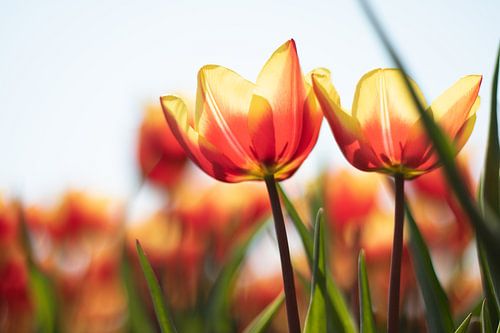 Les tulipes dans le champ