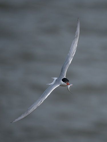 Flussseeschwalbe (Sterna hirundo) mit Futterfisch