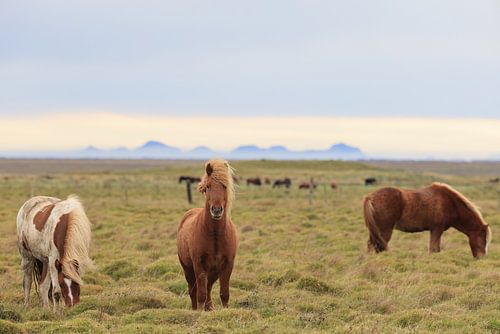 IJslandse paarden in een weide
