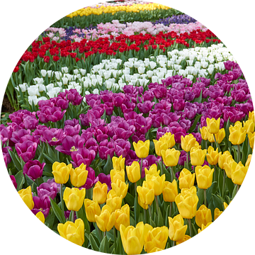 Tulpen in Nederland van Jolene van den Berg