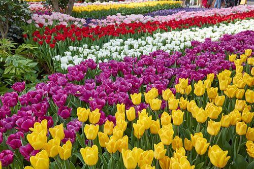 Tulips in the Netherlands