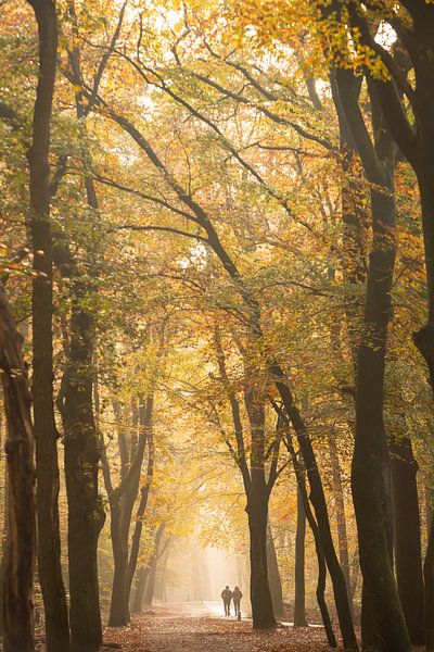 morning walk through the Leuvenum forest by Peter Haastrecht, van