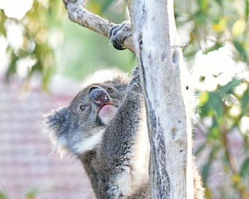 Close-up van koala of koalabeer van Rini Kools