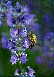 Lavendel mit Biene van Roswitha Lorz