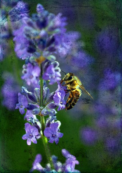 Lavendel mit Biene von Roswitha Lorz