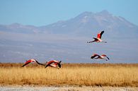 Andes Flamingo by Antwan Janssen thumbnail