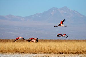 Flamant des Andes