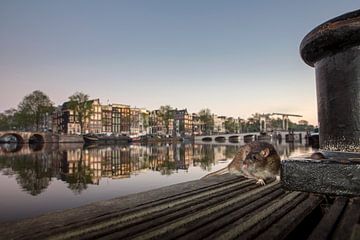 Amsterdam, Braune Ratte am Fluss Amstel. von Frans Lemmens