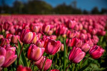 Pink Tulips in the Netherlands