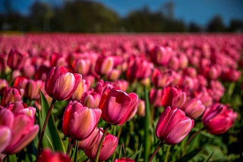 Tulpenveld