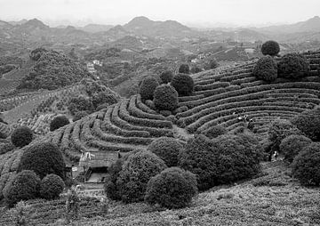 Teeplantage in China von Han van der Staaij