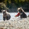 Twee jonge grizzly beren  van Menno Schaefer