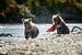 Twee jonge grizzly beren  van Menno Schaefer