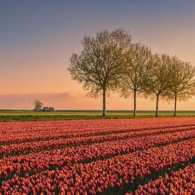 Tulpen im Johannes-Kerkhovenpolder in Groningen von Marga Vroom