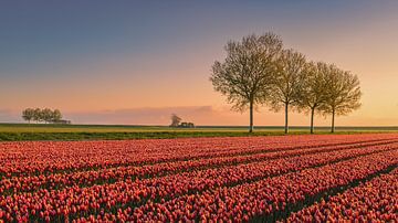 Tulpen in de Johannes Kerkhovenpolder in Groningen van Marga Vroom