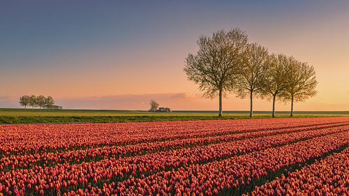 Tulpen in de Johannes Kerkhovenpolder in Groningen