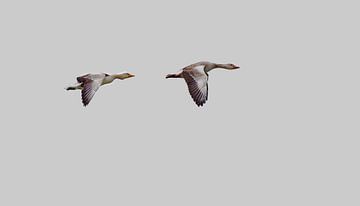 two flying geese. by Roy IJpelaar