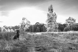 Moments of Contemplation - Shorthaired German Standing in Field Symphony by Femke Ketelaar