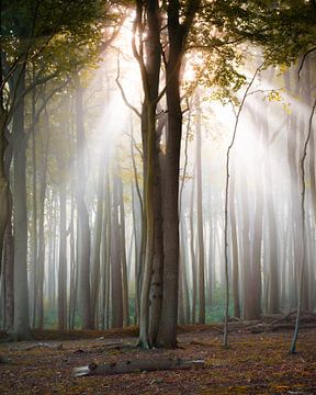 La lumière automnale dans la forêt sur Martin Wasilewski