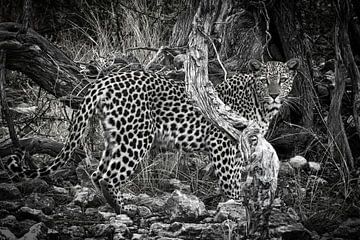 leopard by Ed Dorrestein