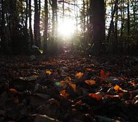 The last rays of the sun shine through the trees in Drenthe