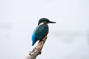 Kingfisher by Barbara Brolsma