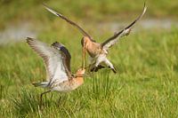 Uferschnepfe (limosa limosa) auf einer Wiese in Friesland