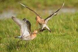 Black-tailed godwit (limosa limosa) in a meadow in Friesland. by Marcel van Kammen