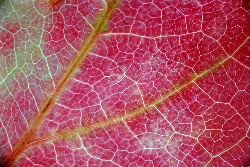 Boomblad in herfstkleur van Peet Romijn