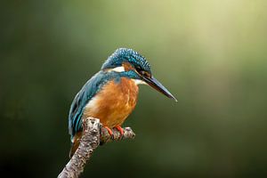 Martin-pêcheur sur une branche - L'élégance en vert et lumière