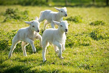 Lammetjes rennen op een heerlijke lentedag  over het veld van Michel Geluk