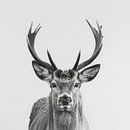 Schwarz-Weiß Hirsch-Porträt von Poster Art Shop Miniaturansicht