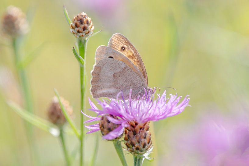 Small, brown butterfly on a flower by Sonja Foerster-Odenthal