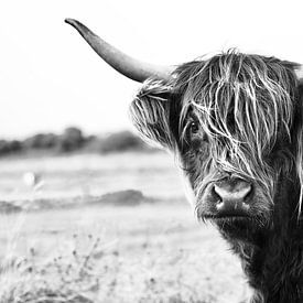 Scottish Highlander Highlands Scotland by Jasper van de Gein Photography