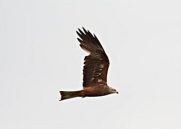 Zwarte wouw in de lucht